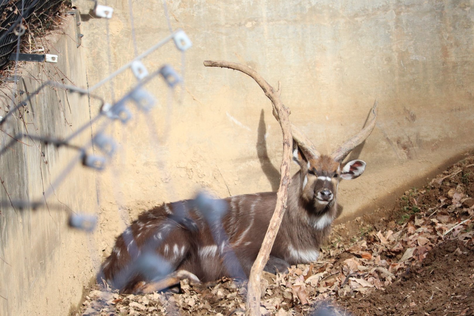 Cheetah Conservation Station - Sitatunga - Waylon