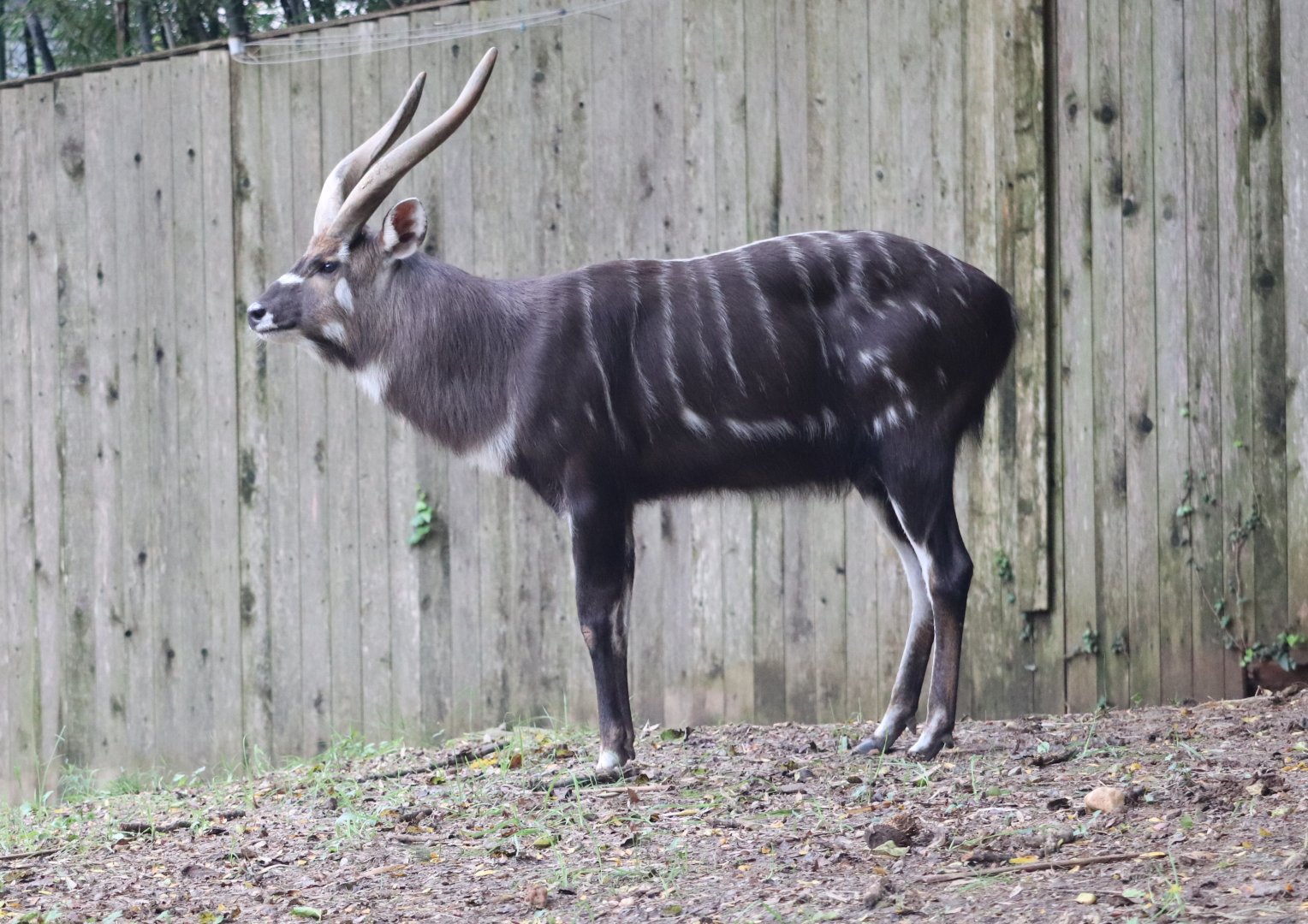 Cheetah Conservation Station - Sitatunga - Waylon