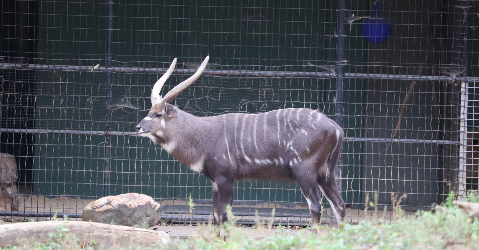 Cheetah Conservation Station - Sitatunga - Waylon