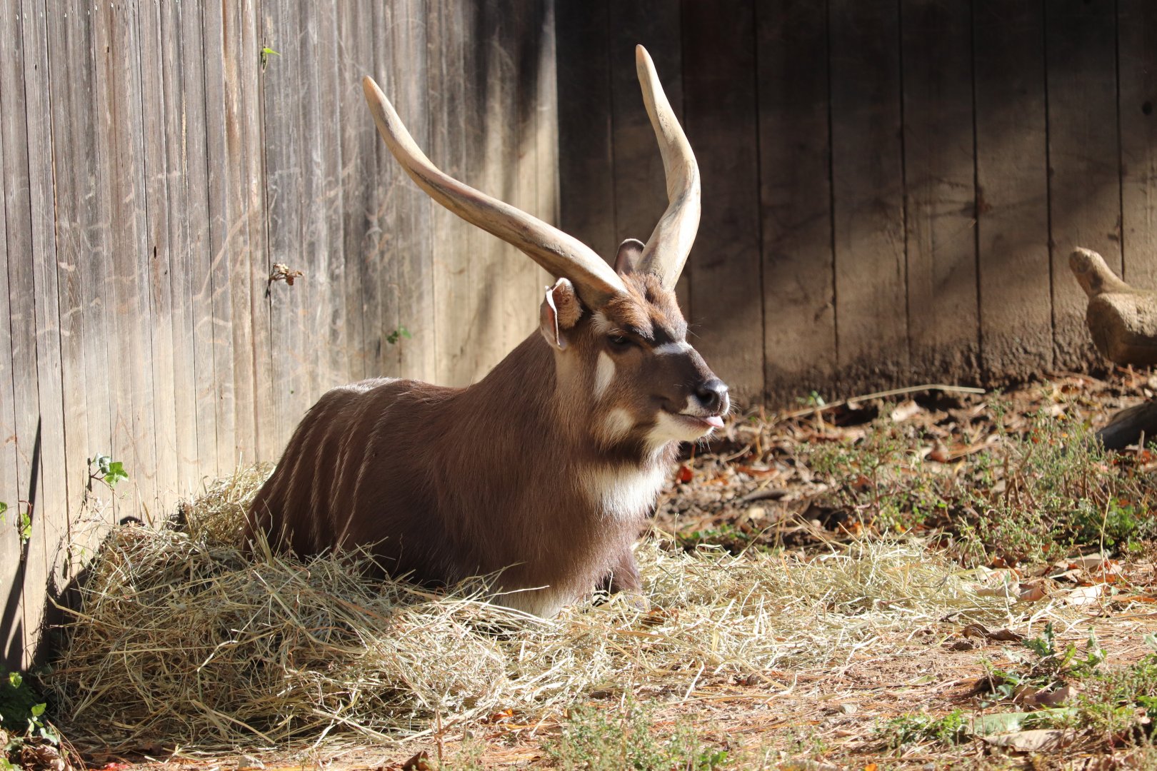 Cheetah Conservation Station - Sitatunga - Waylon
