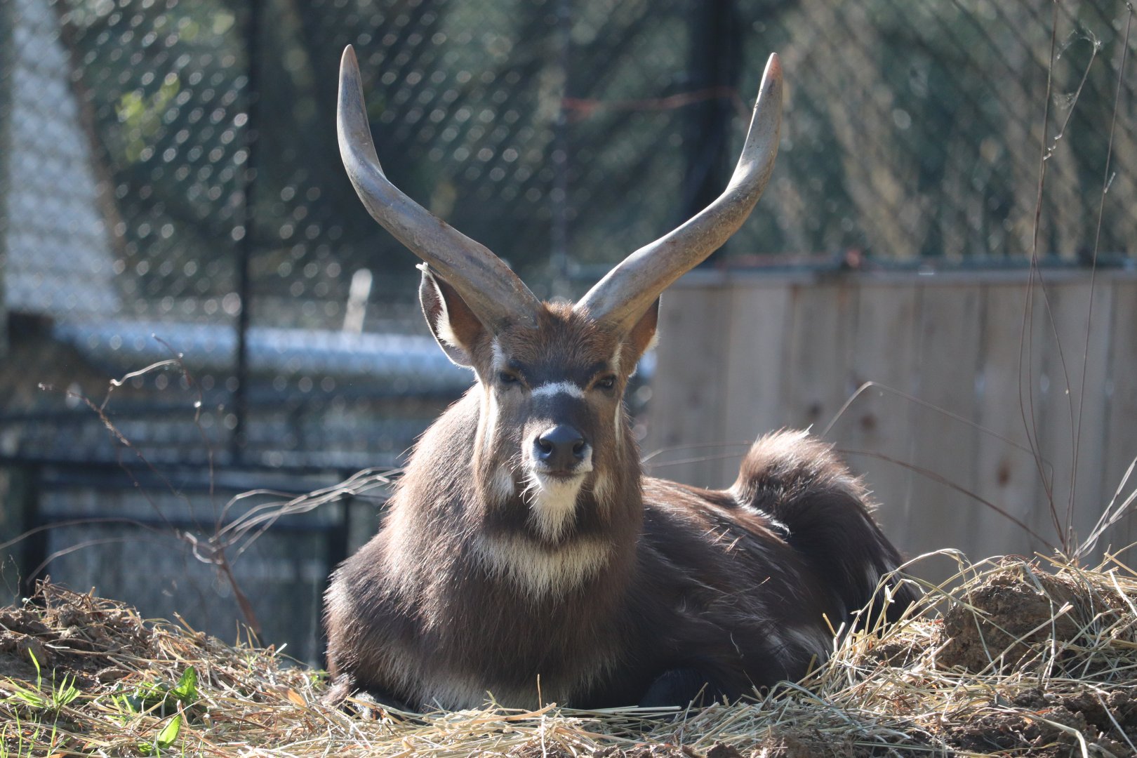 Cheetah Conservation Station - Sitatunga - Waylon