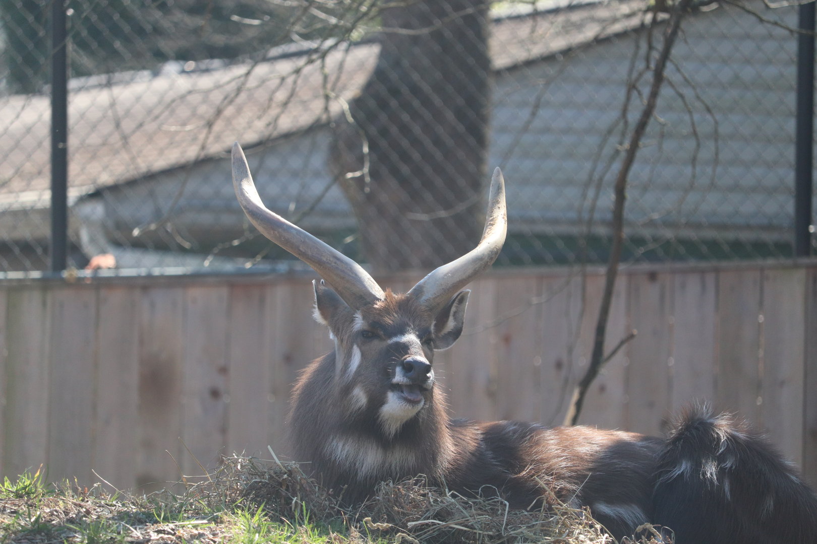 Cheetah Conservation Station - Sitatunga - Waylon