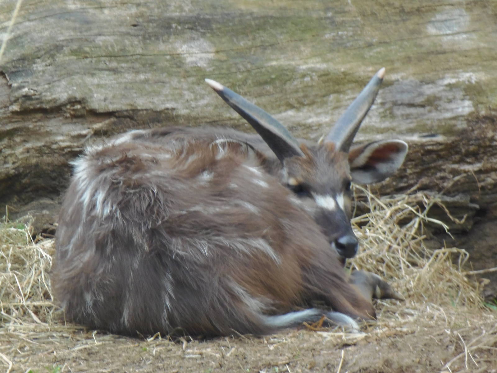 Cheetah Conservation Station- Sitatunga