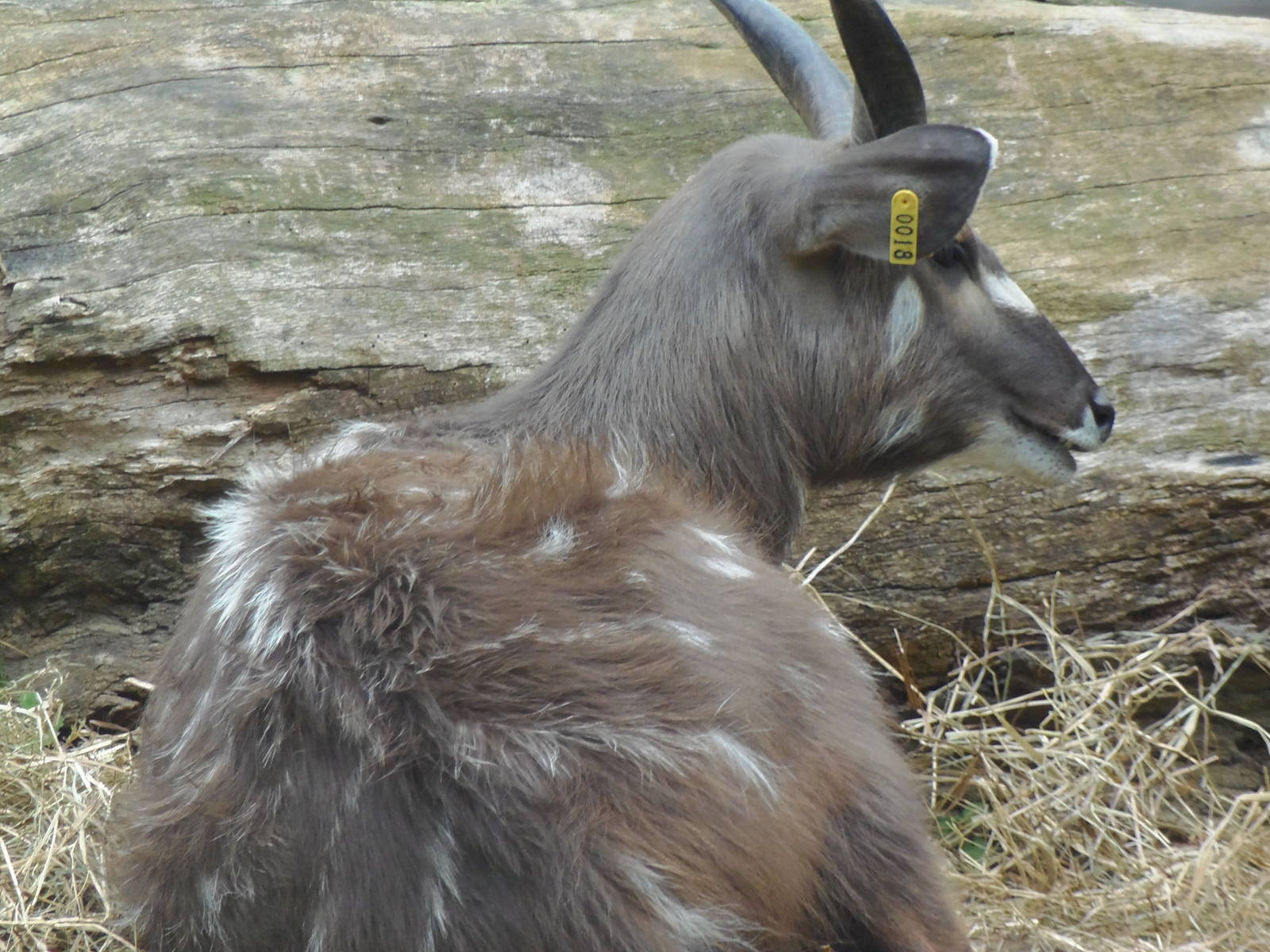 Cheetah Conservation Station- Sitatunga