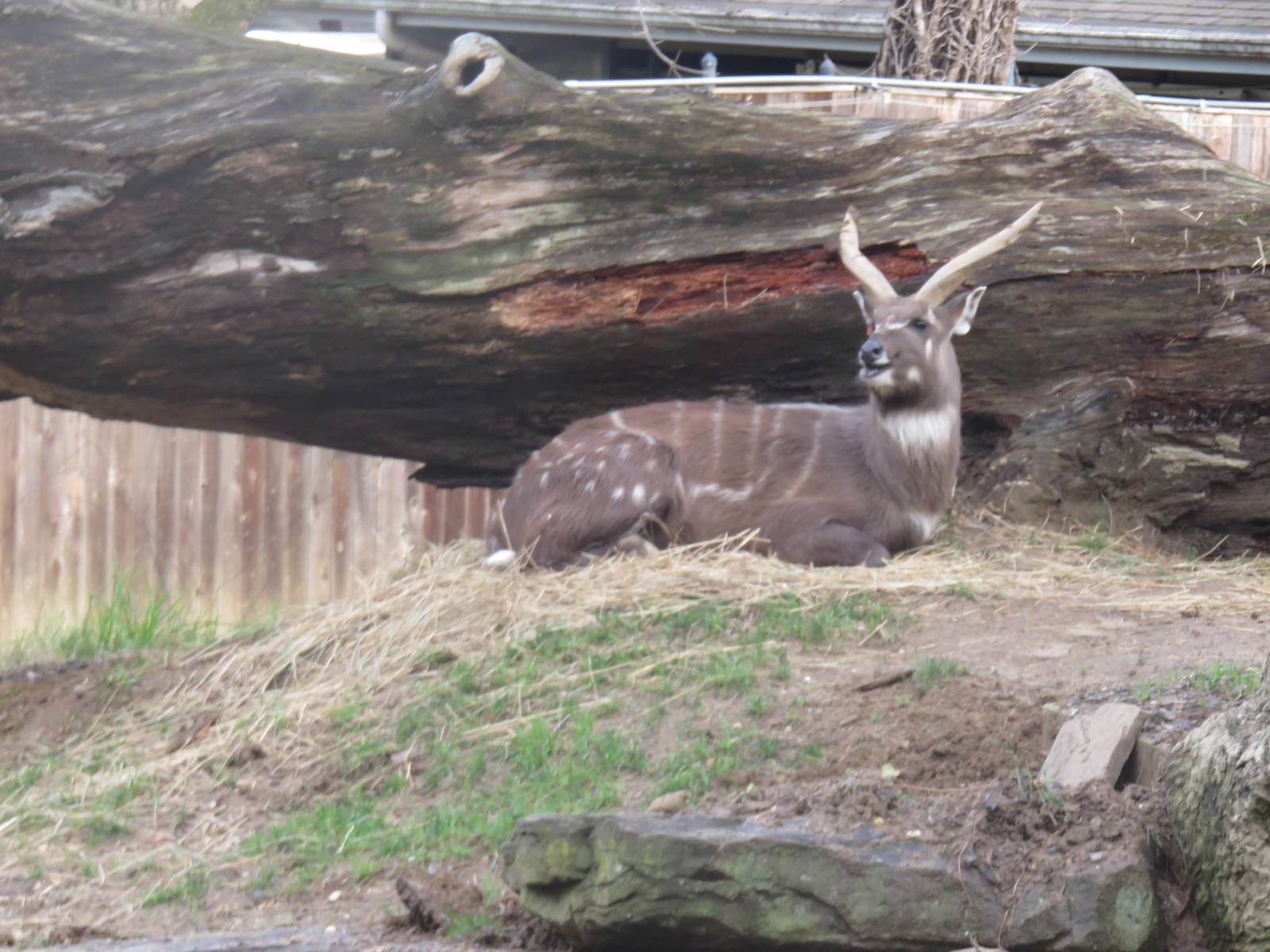 Cheetah  Conservation Station - Sitatunga