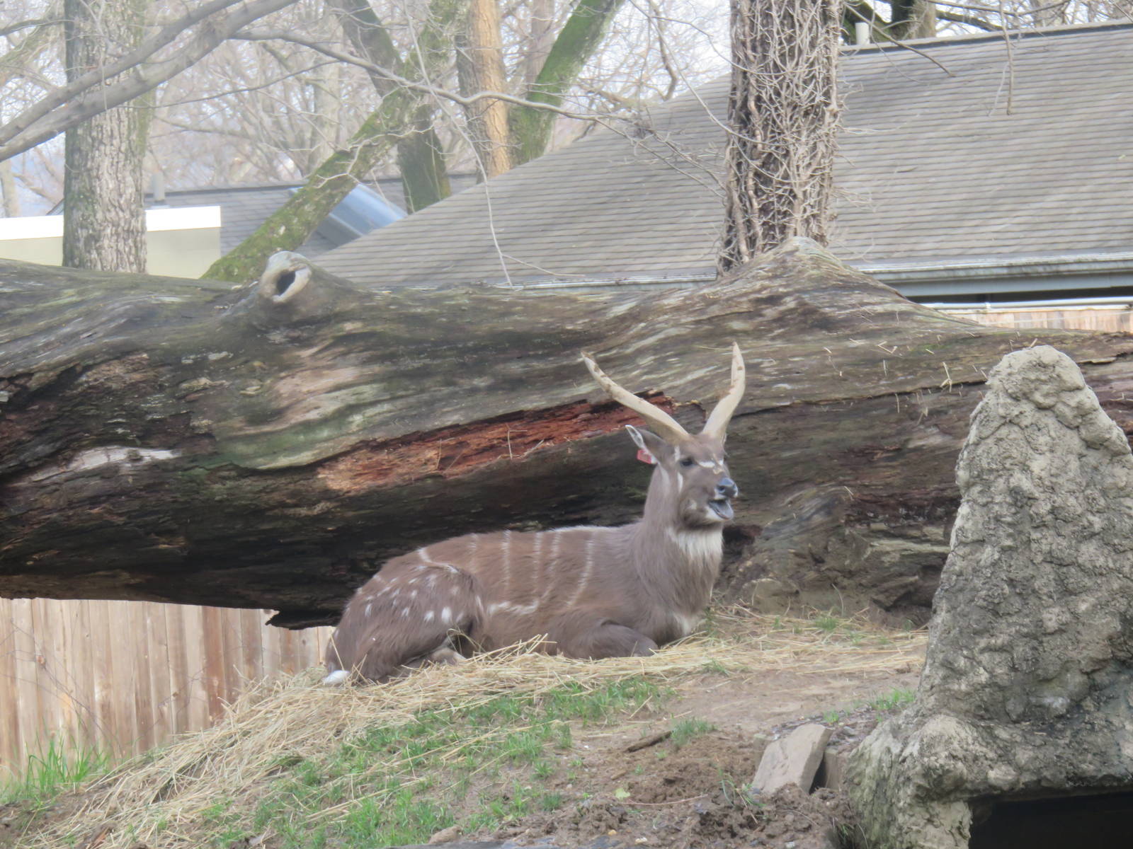 Cheetah  Conservation Station - Sitatunga