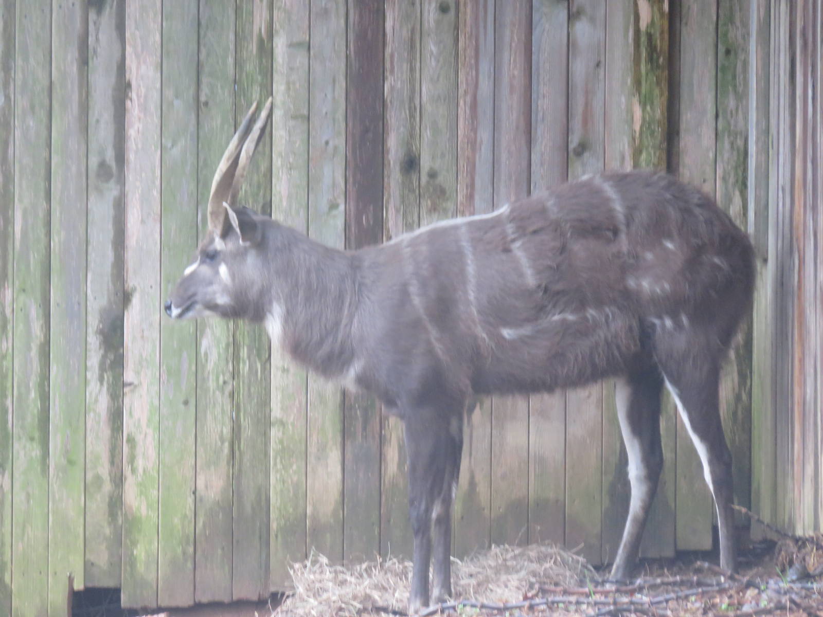 Cheetah Conservation Station - Sitatunga