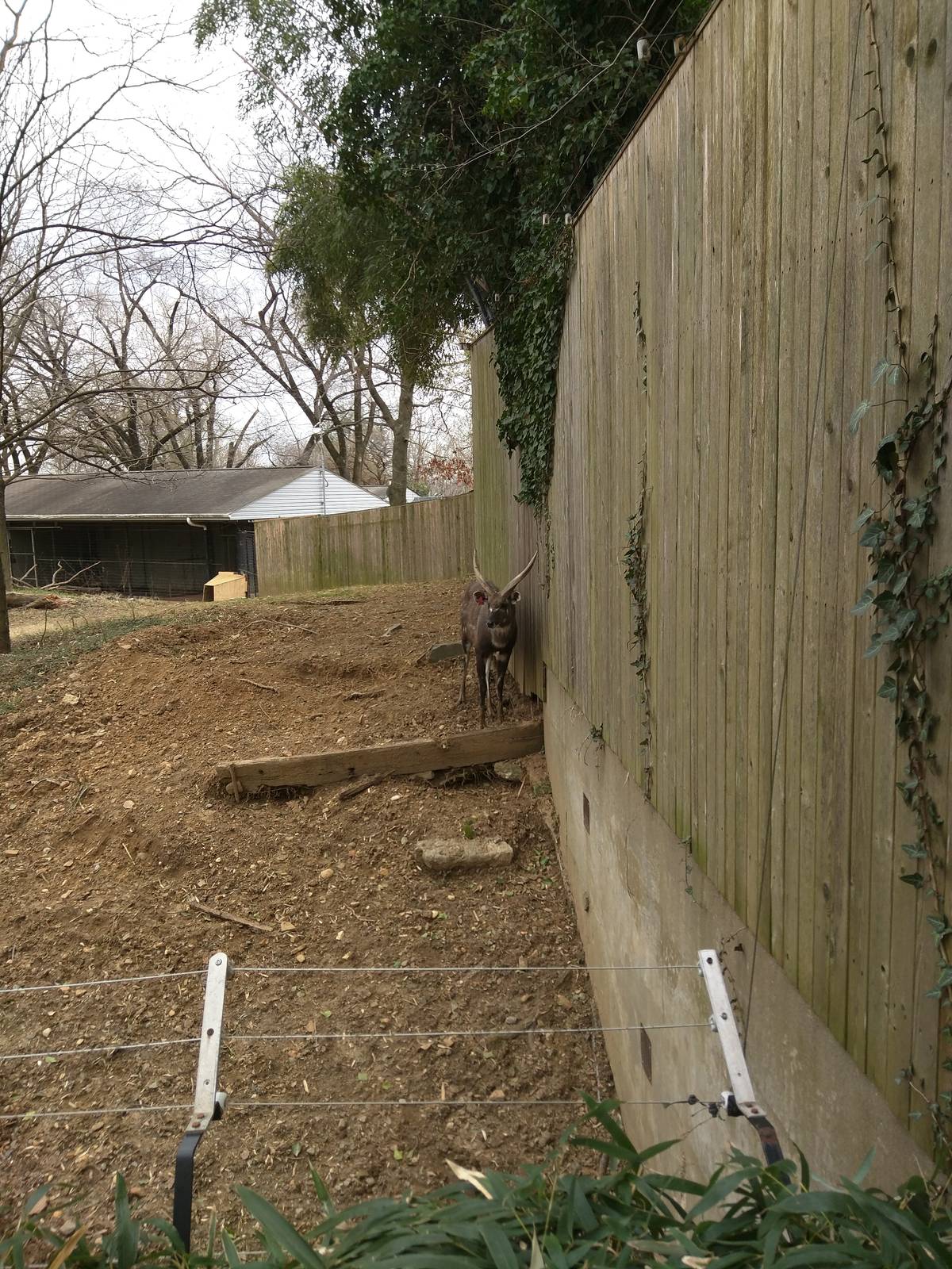 Cheetah  Conservation Station - Sitatunga