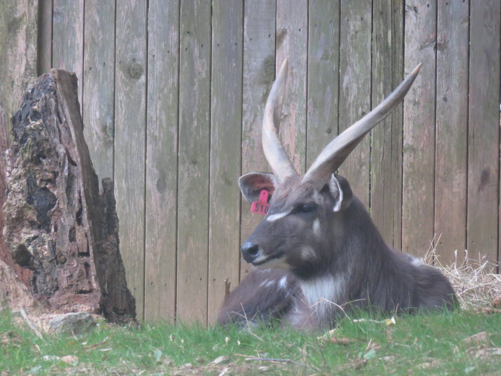 Cheetah Conservation Station - Sitatunga