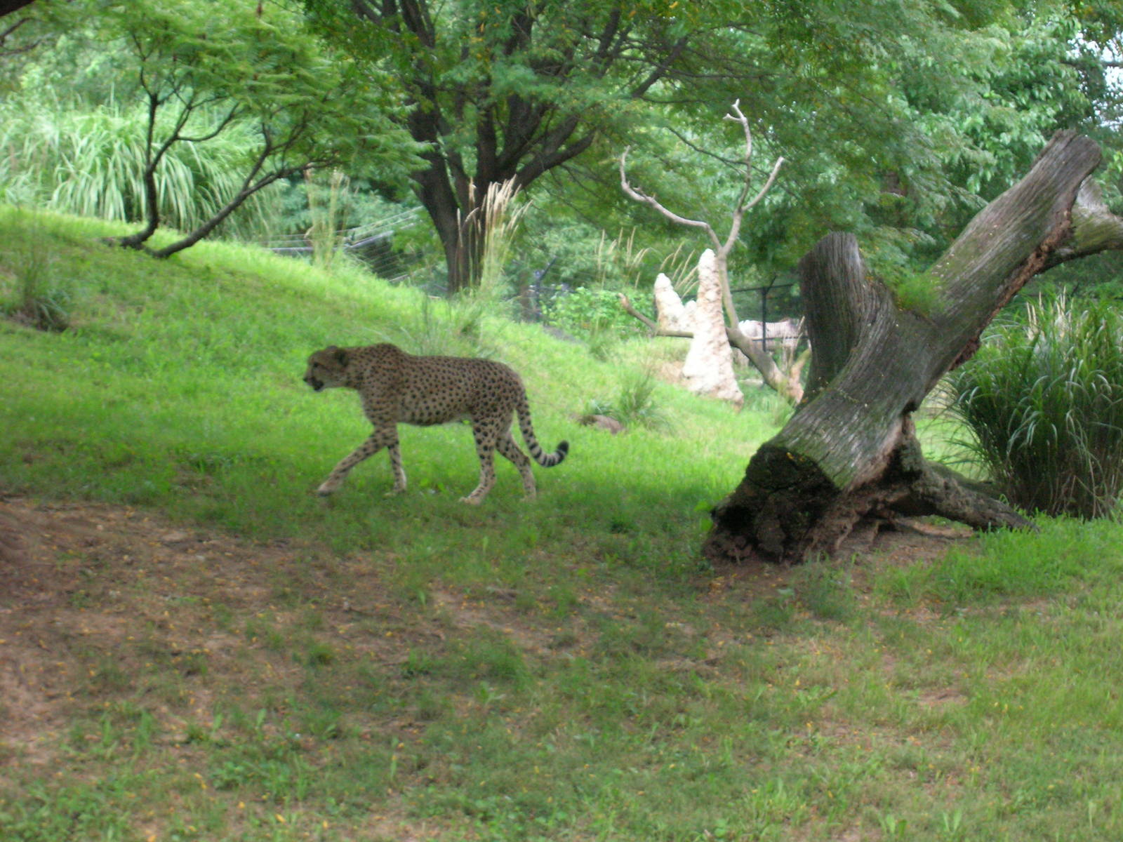 Cheetah Conservation Station - Tumai
