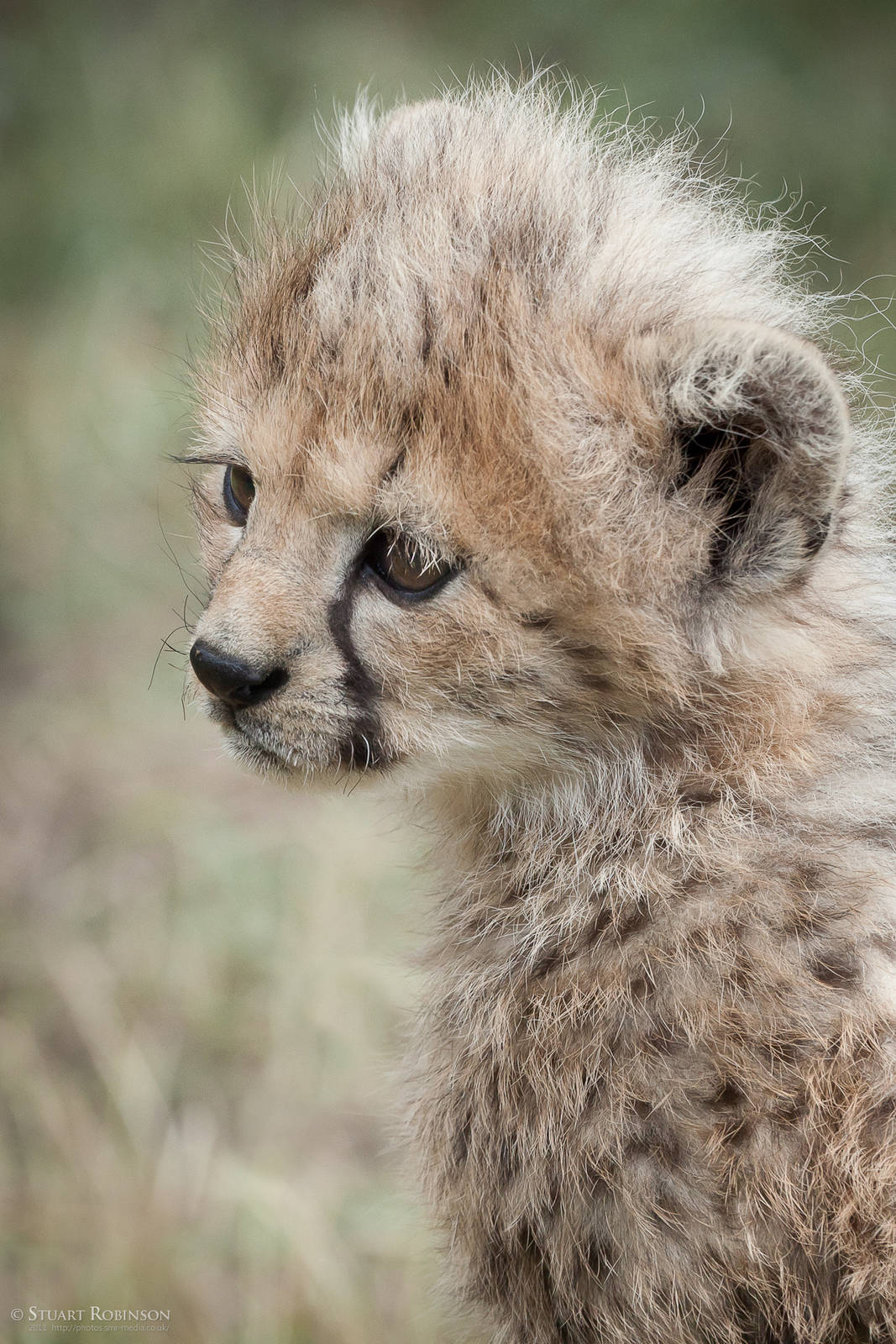 Cheetah Cub - 13/08/2011