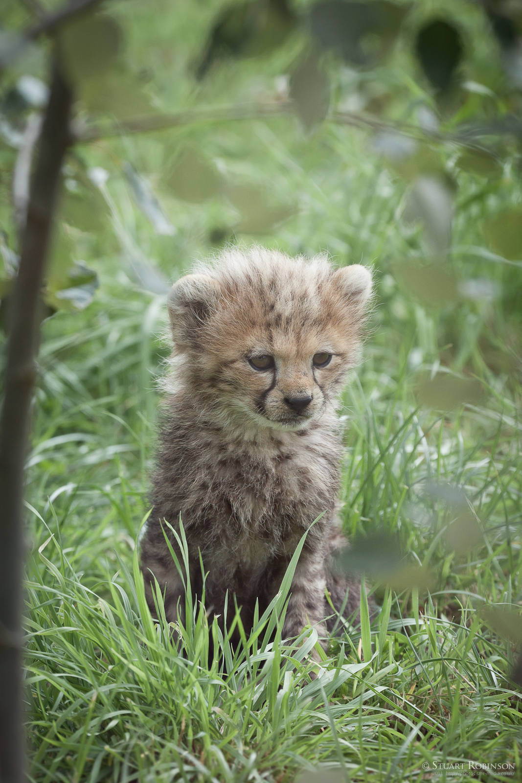 Cheetah Cub - 13/08/2011