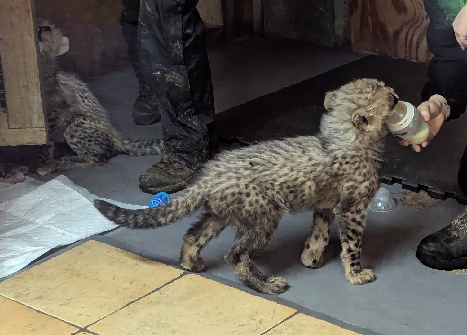 Cheetah Cub Bottle Feeding