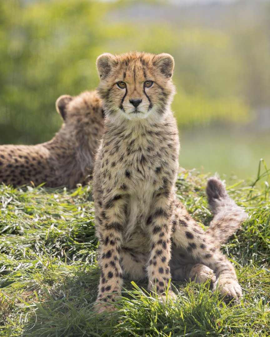 Cheetah Cub / Hamerton / 18-4-24