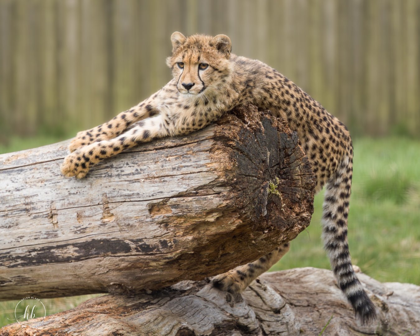 Cheetah Cub / Hamerton / 24-4-25