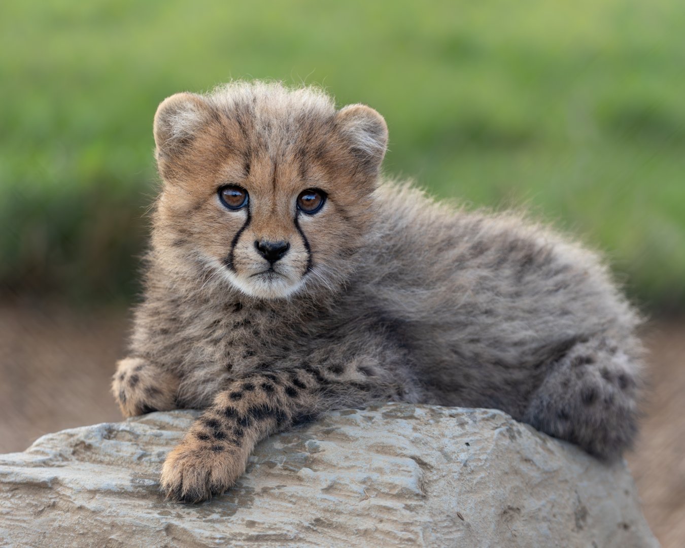 Cheetah Cub / Hamerton / 3-1-24