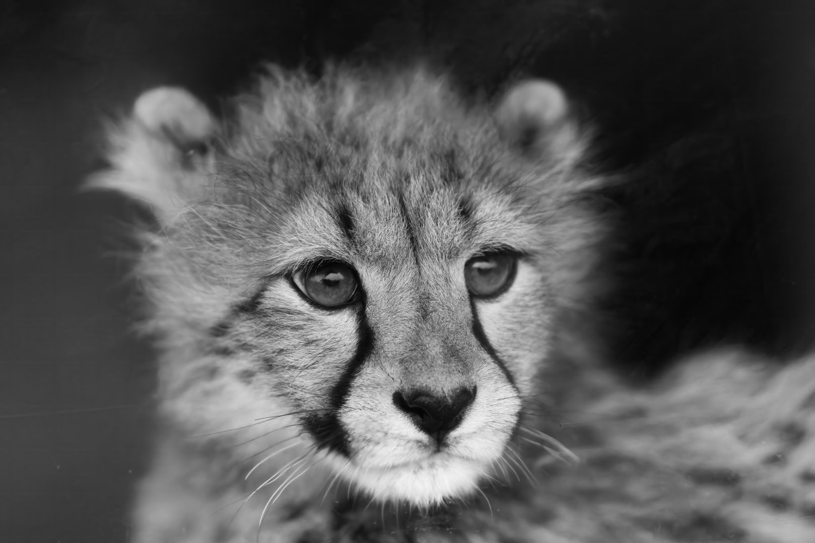 Cheetah cub, Hamerton, UK