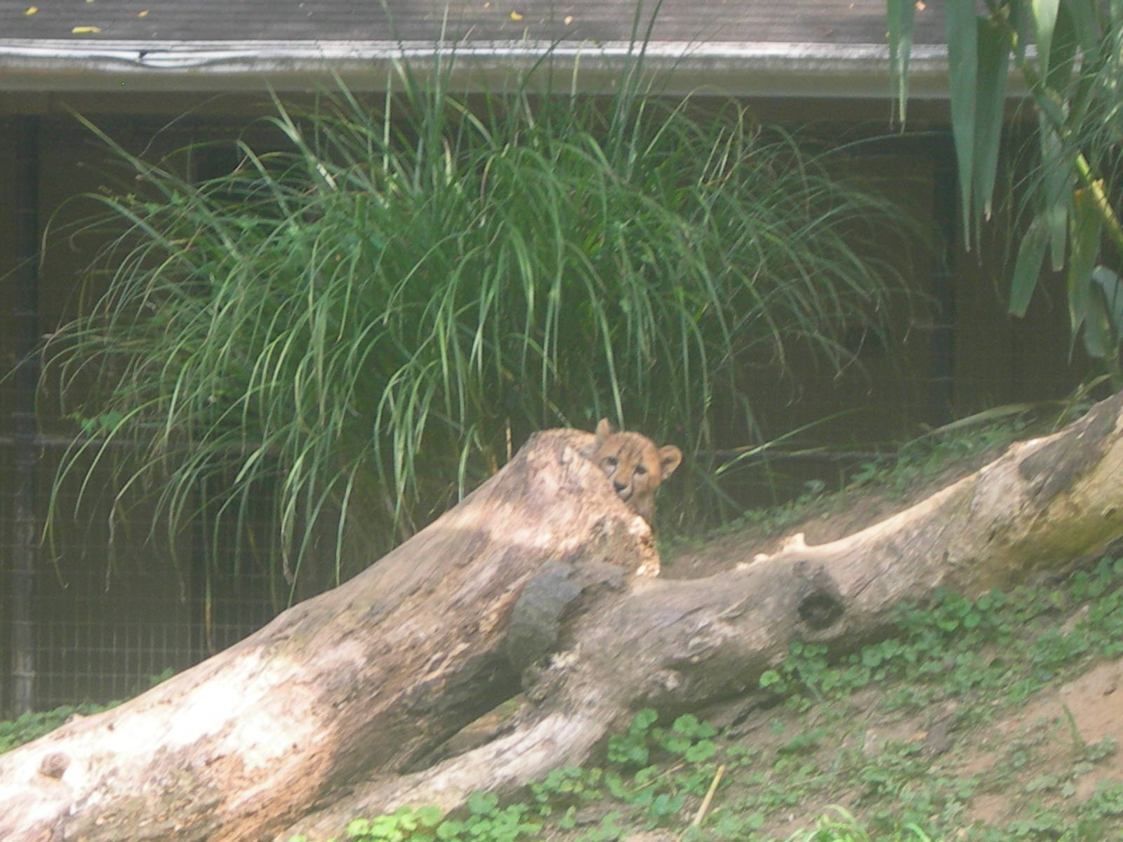 Cheetah Cub Hiding Behind the log