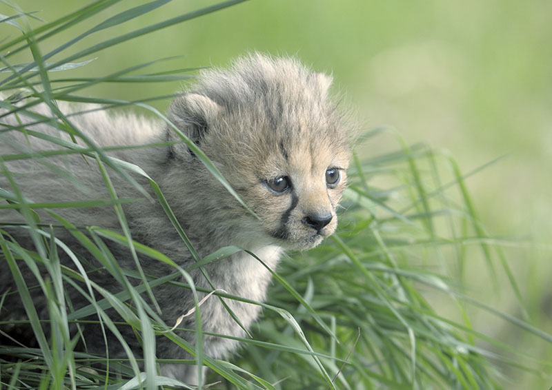 Cheetah cub in long grass