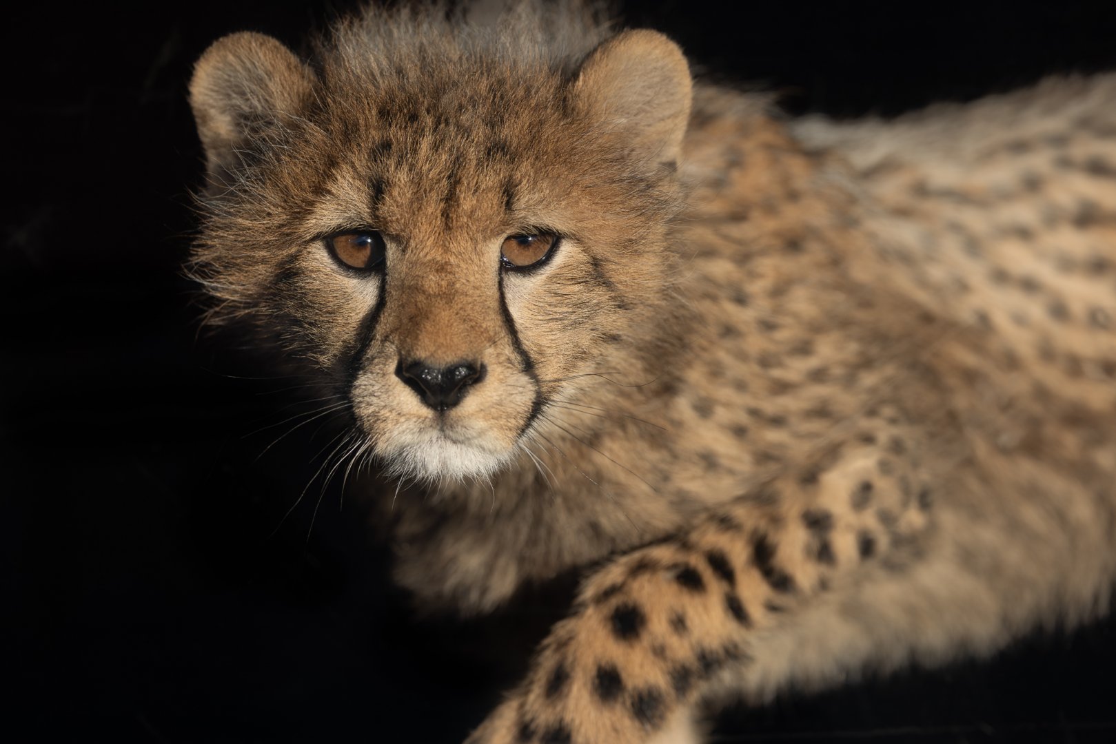 Cheetah Cub (Mayon's) / Hamerton / 14-1-25