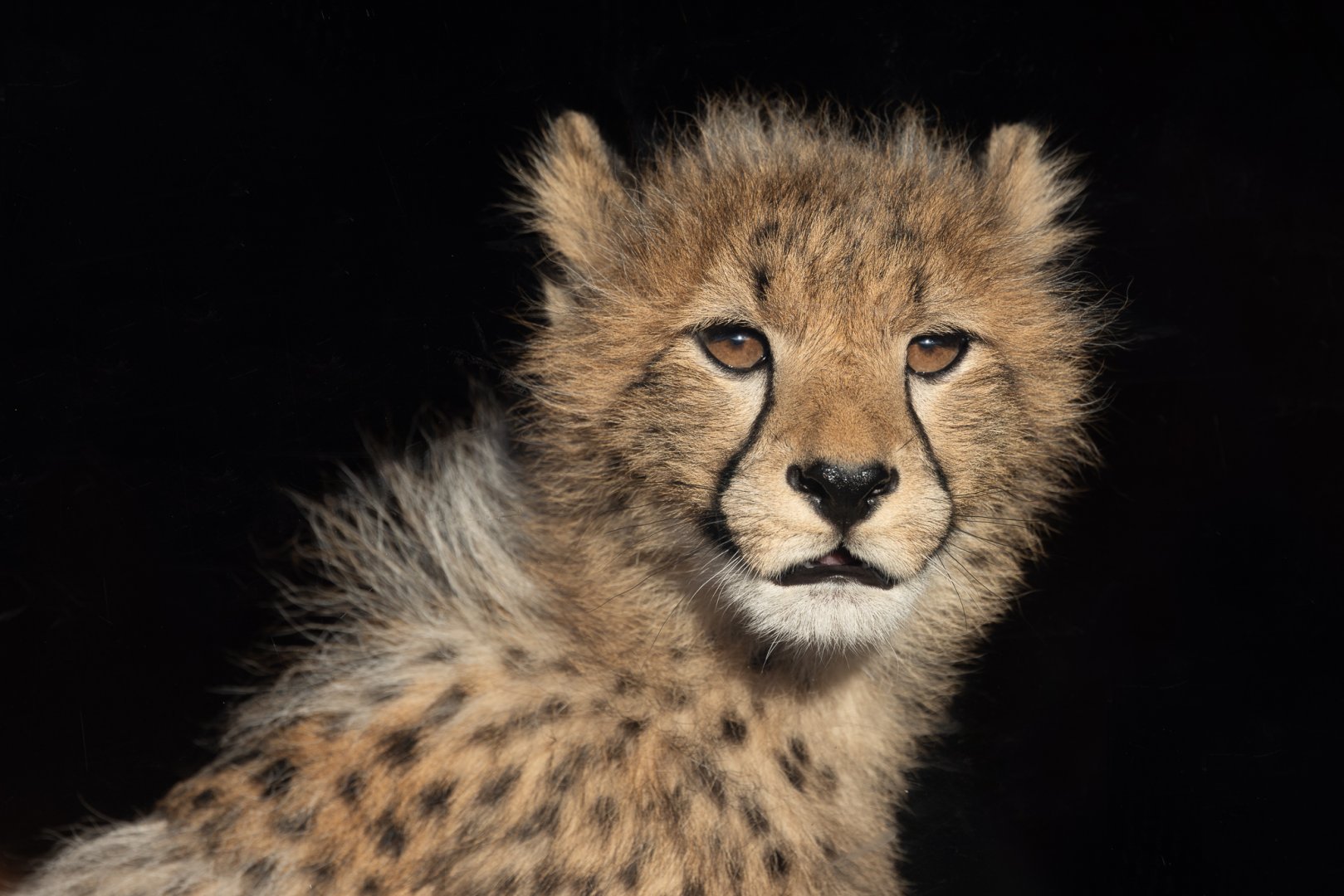 Cheetah Cub (Mayon's) / Hamerton / 14-1-25