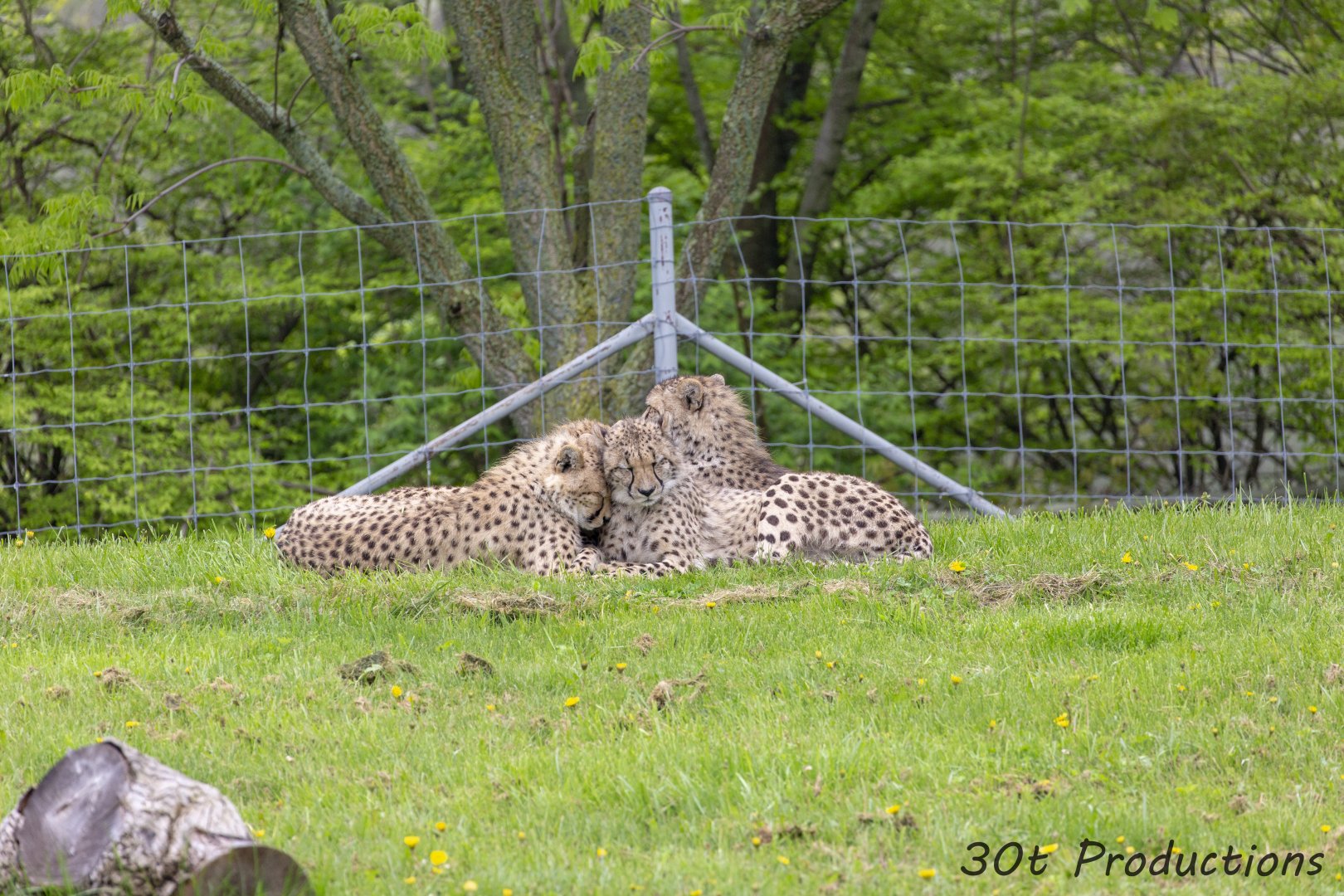 Cheetah Cub Nap Time