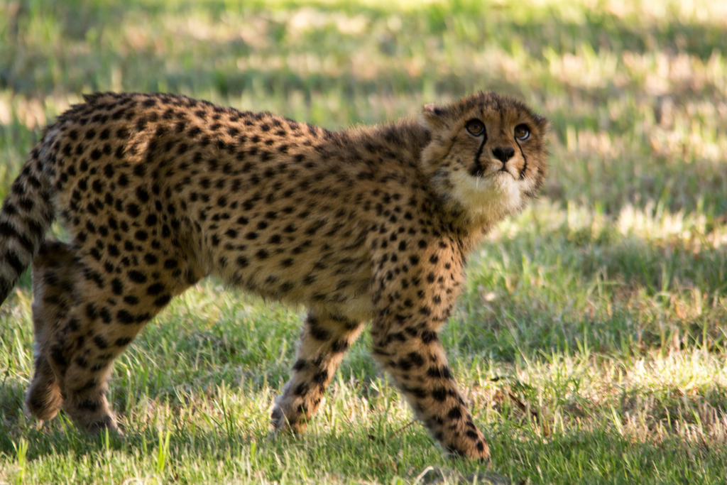 Cheetah cub - Taronga Western Plains Zoo visit April 2014