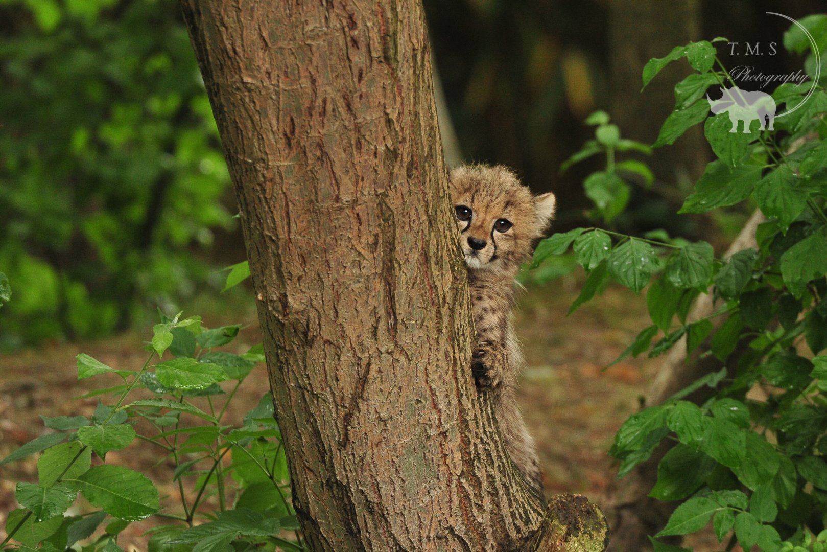 Cheetah cub trying to climb a tree