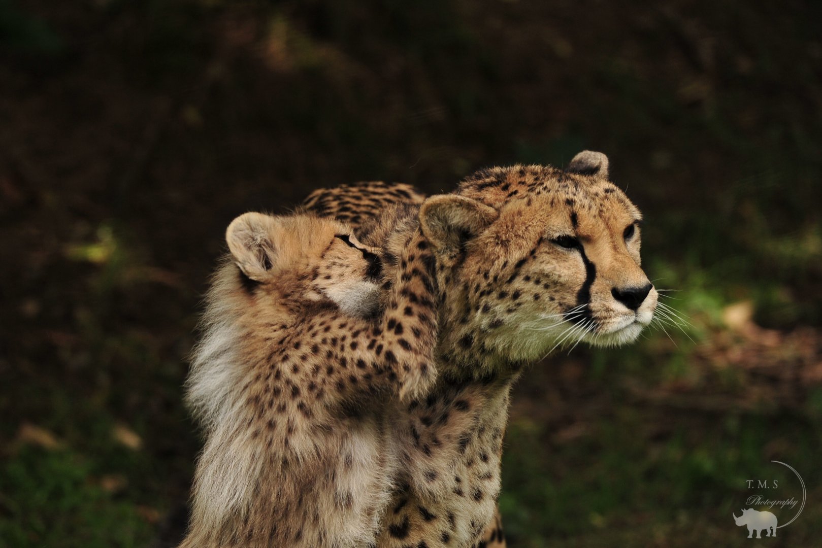 Cheetah Cub with mum Sia