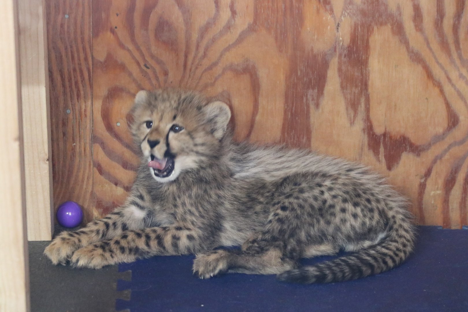 Cheetah Cub Yawning
