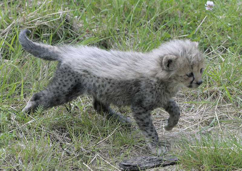 Cheetah cub