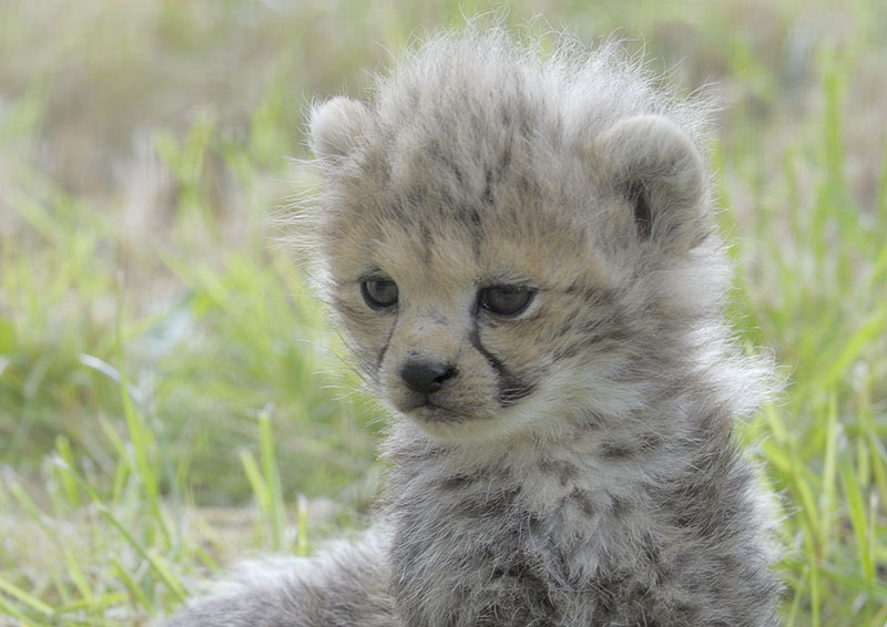 Cheetah cub