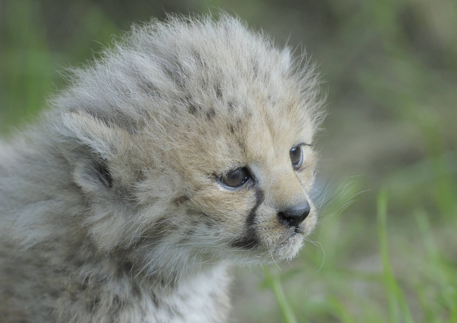 Cheetah cub