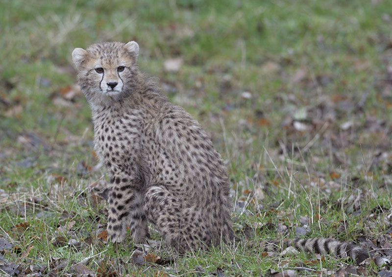 Cheetah cub