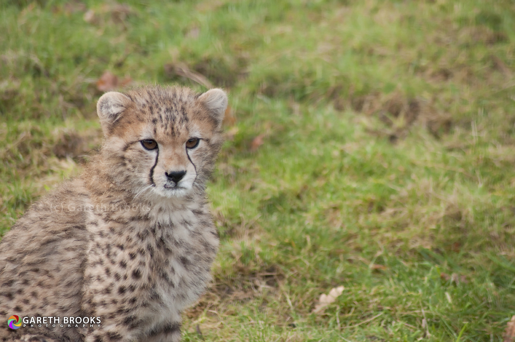 Cheetah Cub