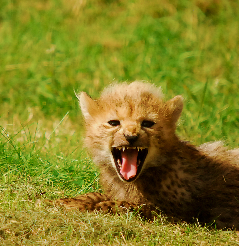 CHEETAH CUB