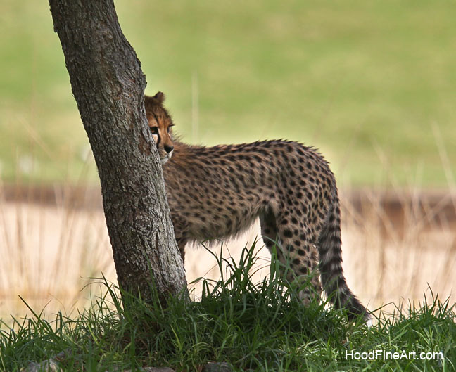 cheetah cub