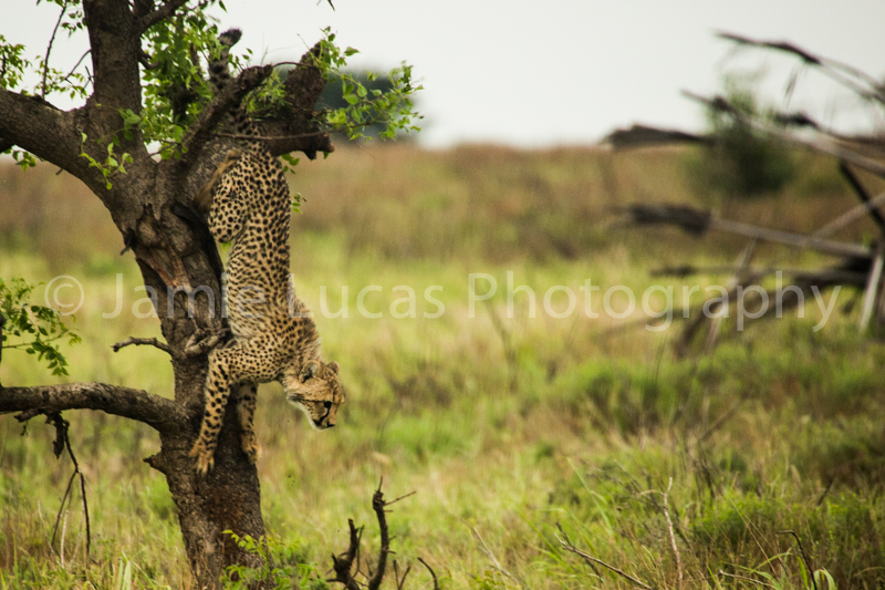 Cheetah Cub