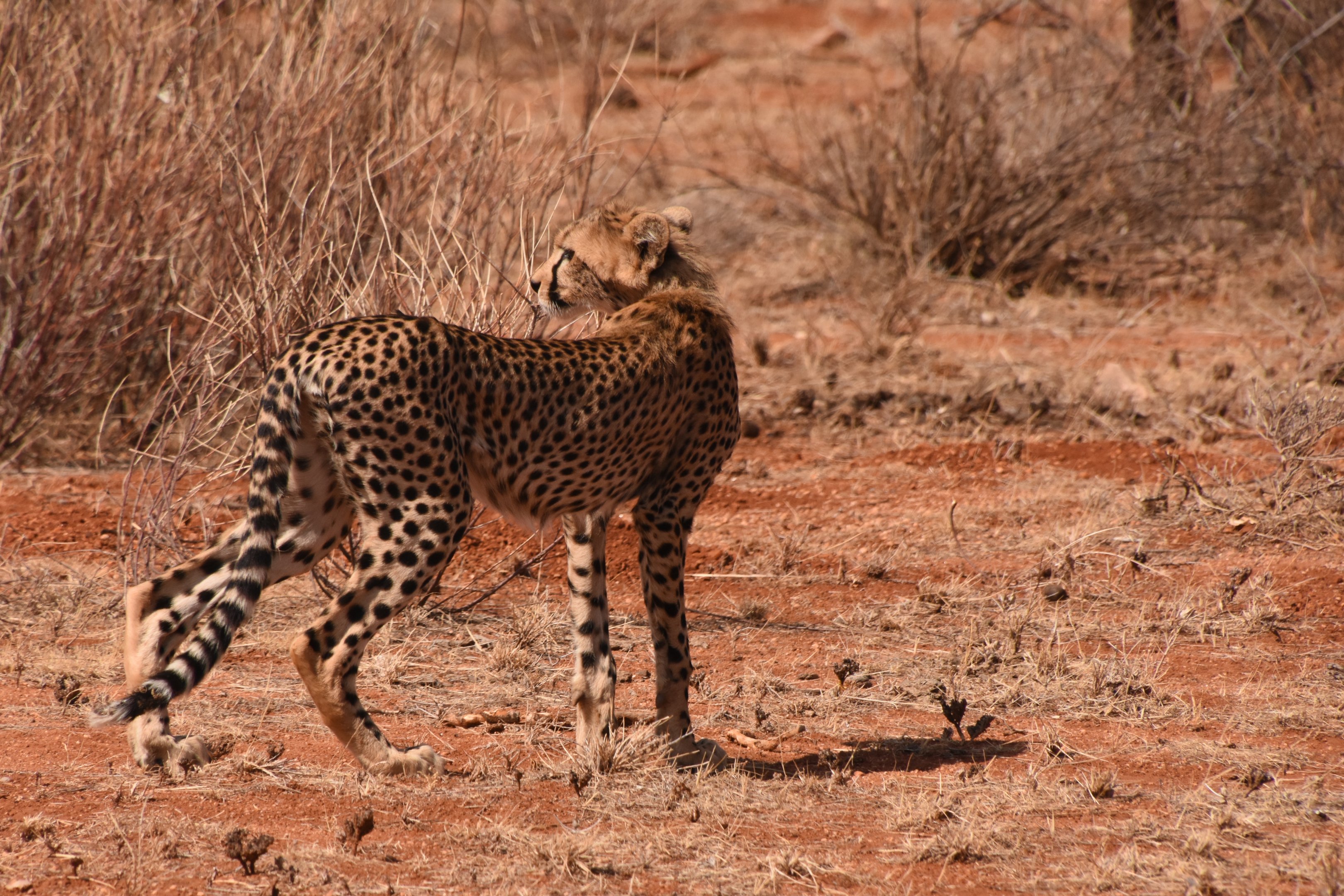 Cheetah cub