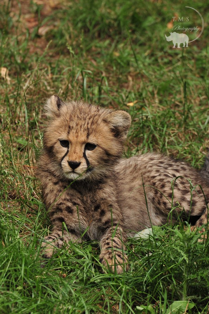 Cheetah Cub