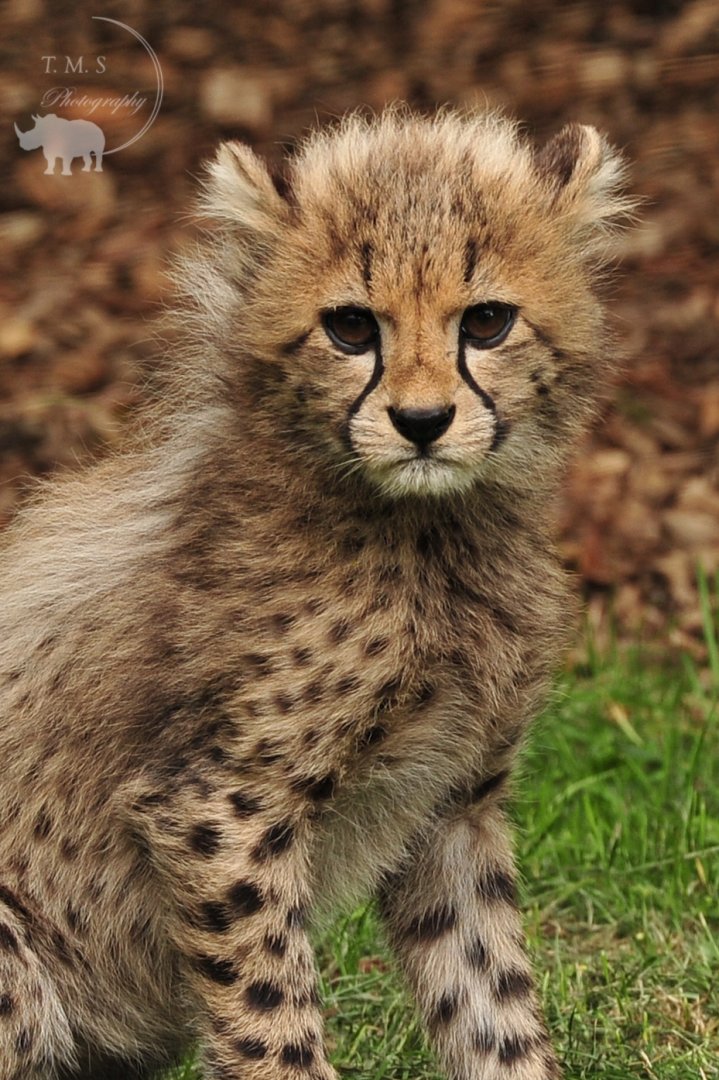 Cheetah Cub