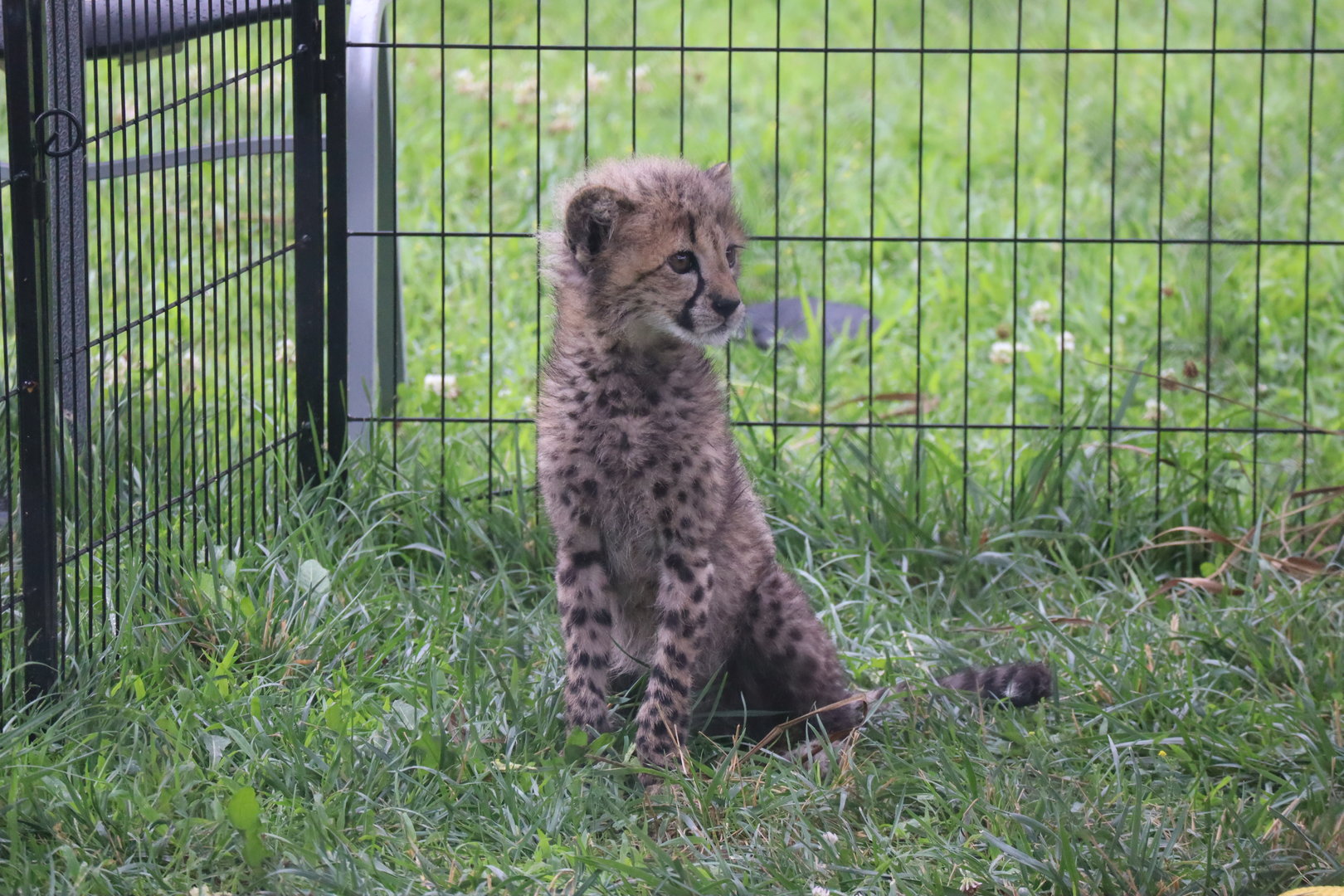 Cheetah Cub