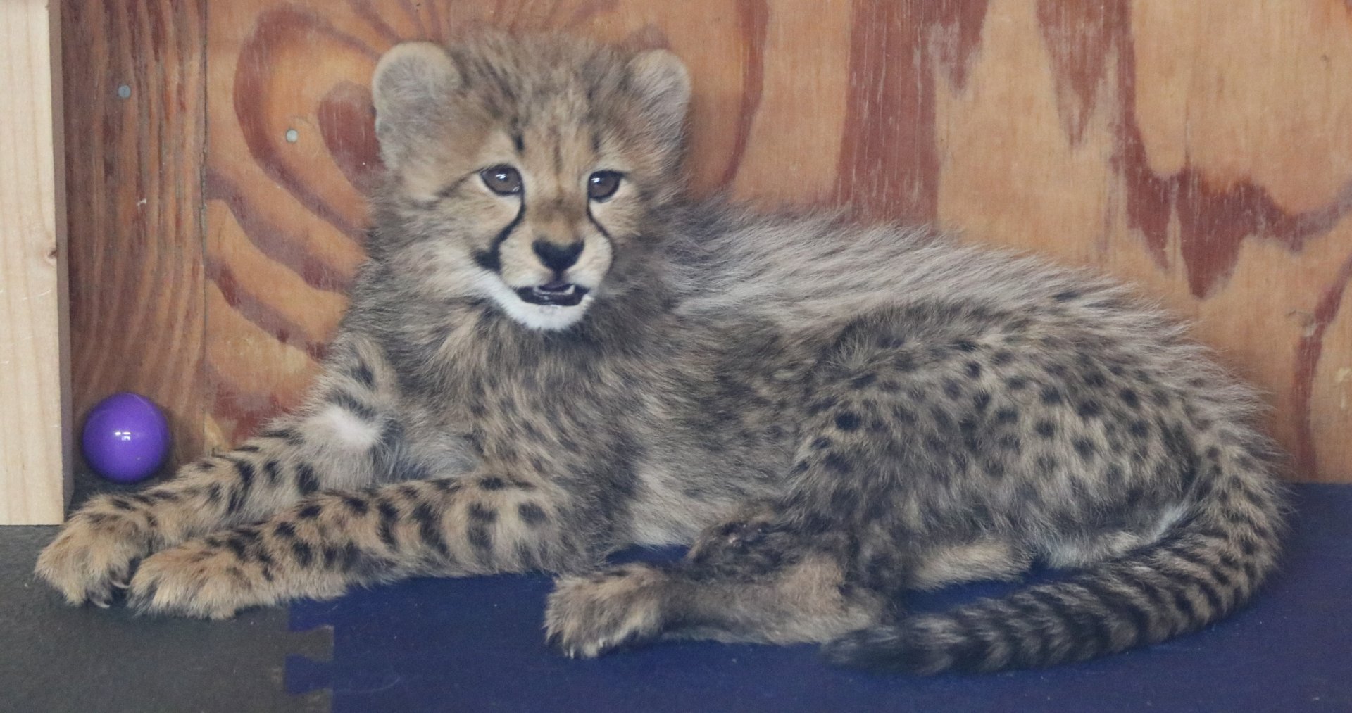 Cheetah Cub