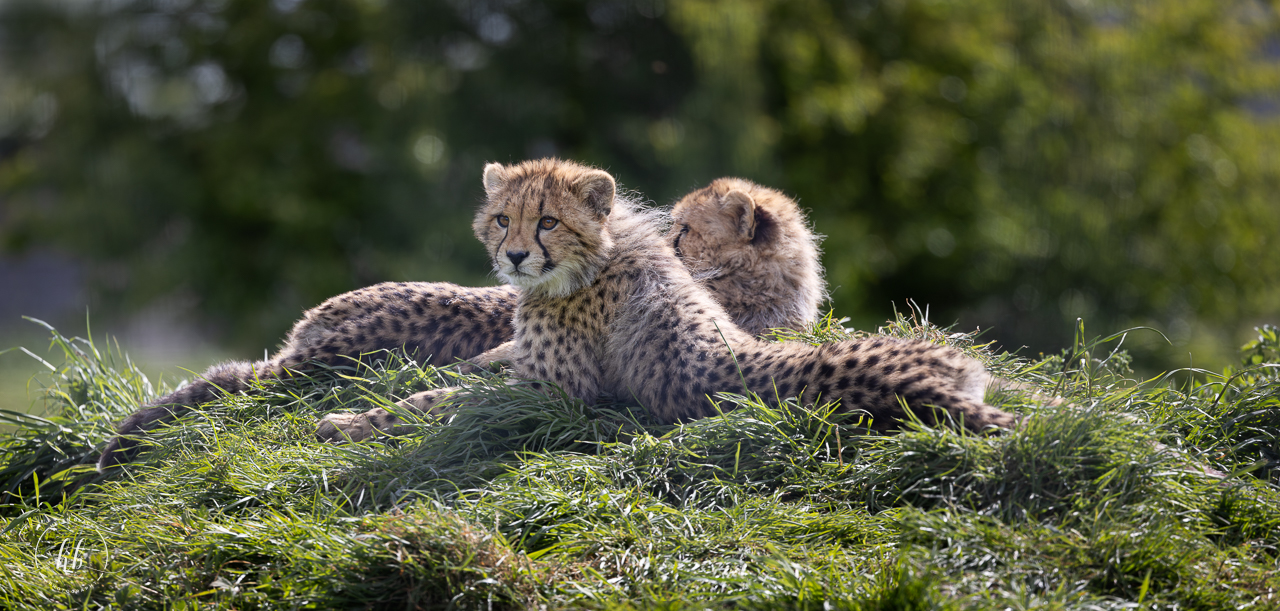Cheetah cubs / Hamerton / 18-4-24