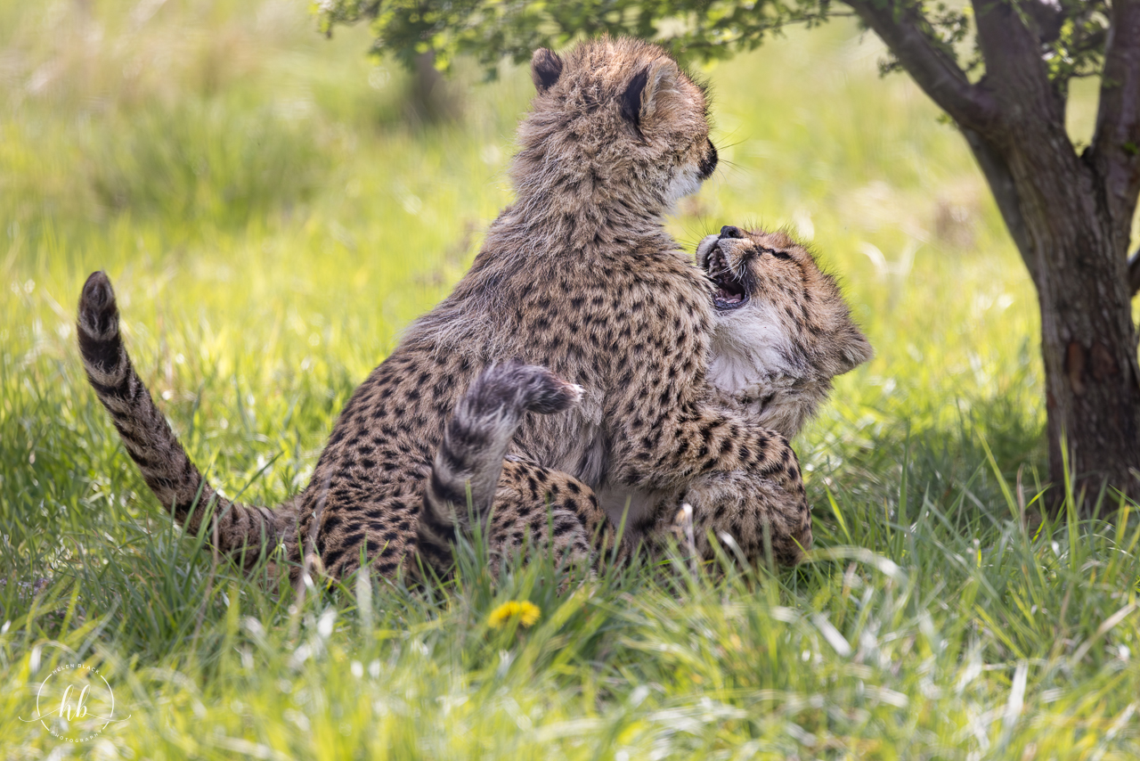 Cheetah cubs / Hamerton / 18-4-24