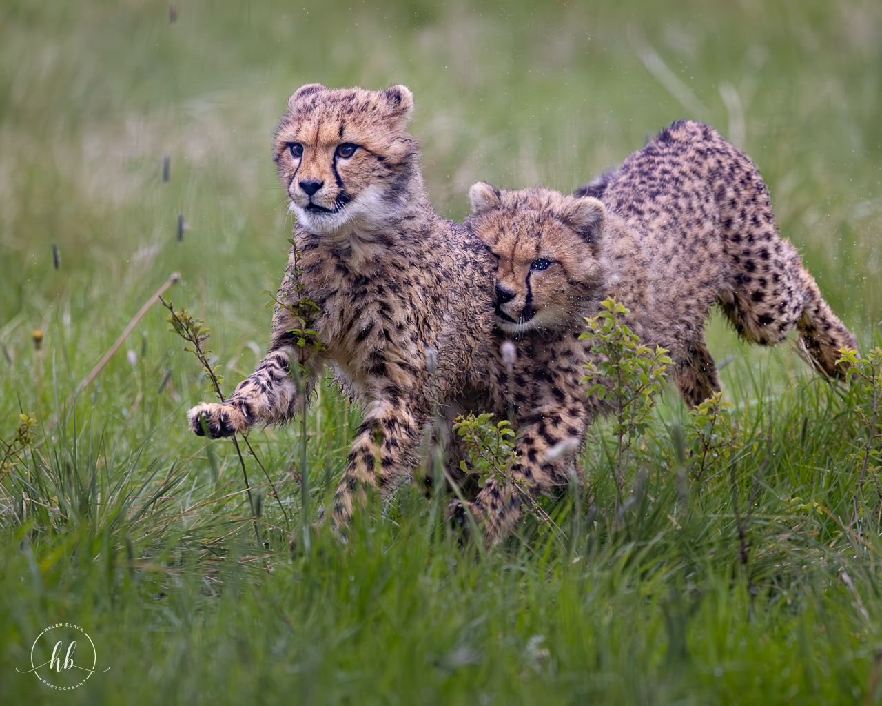 Cheetah Cubs / Hamerton / 3-5-24
