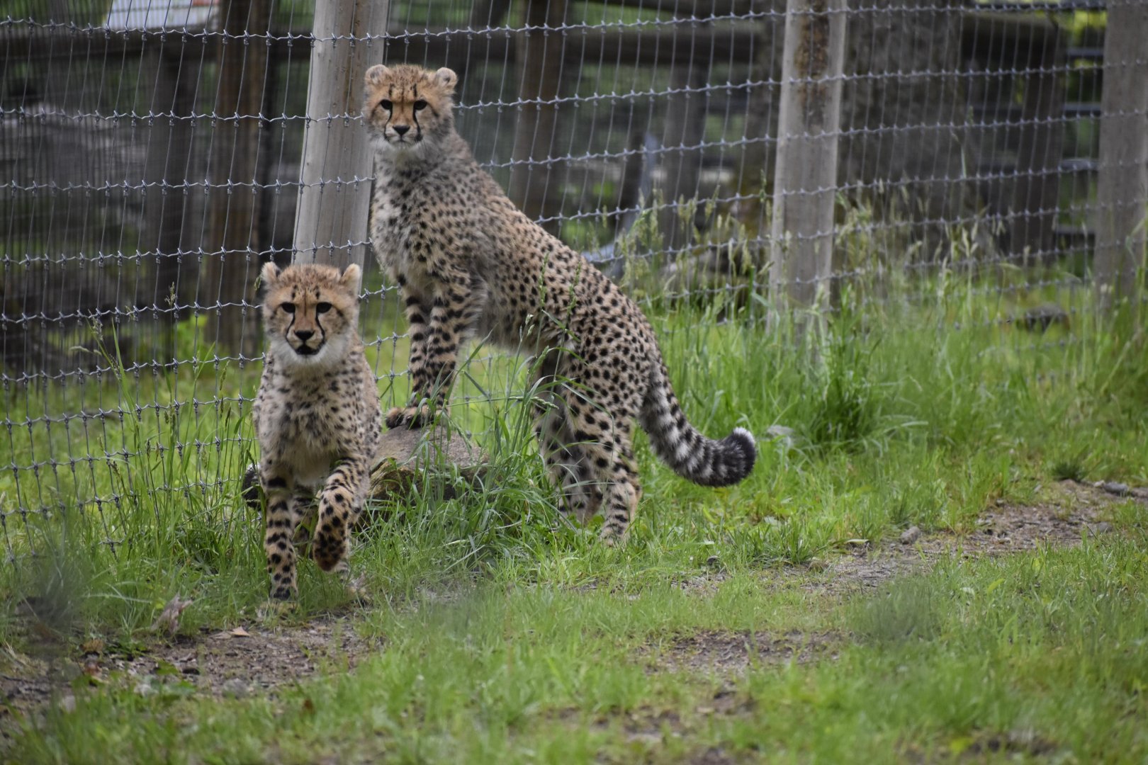Cheetah Cubs May 2020