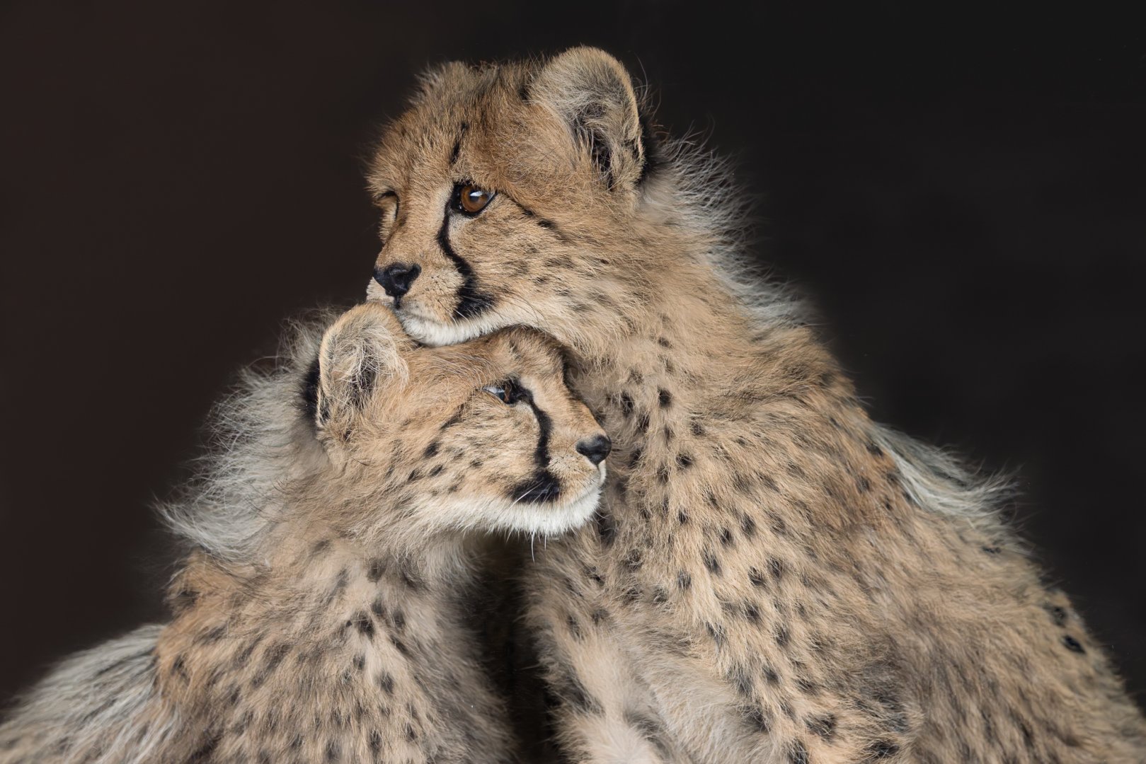 Cheetah Cubs (Mayon's) / Hamerton / 23-12-24