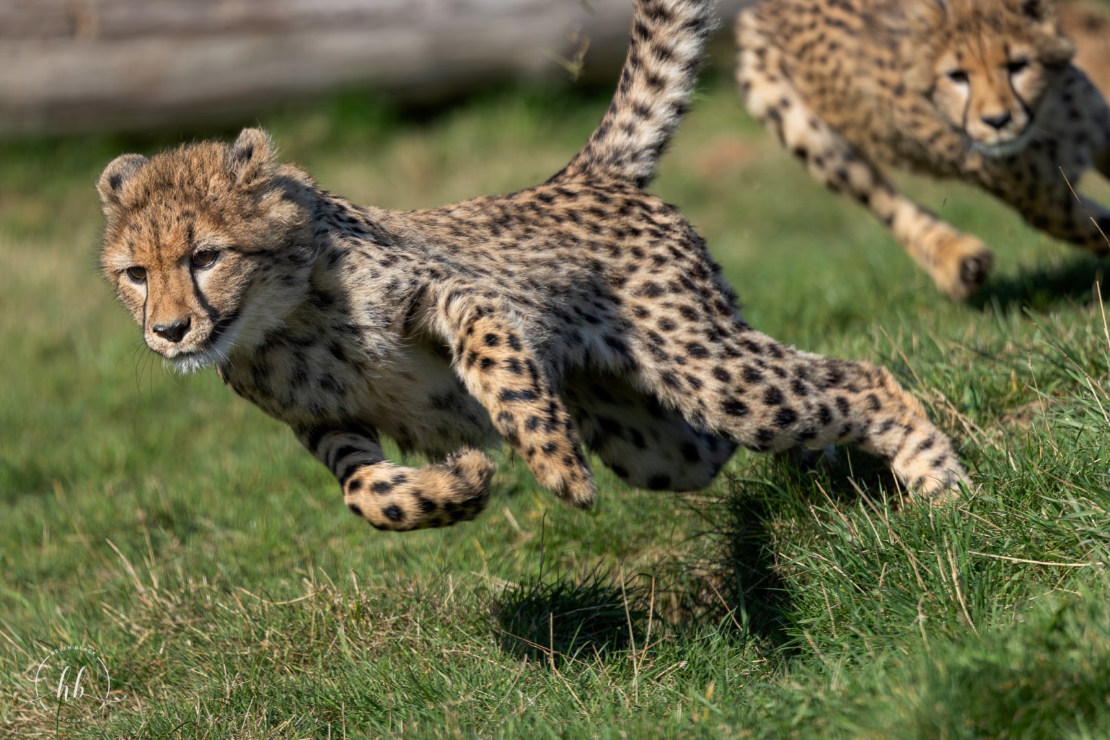 Cheetah Cubs (Mayon's) / Hamerton / 3-4-25