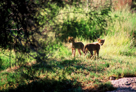 cheetah cubs, Phoenix Zoo